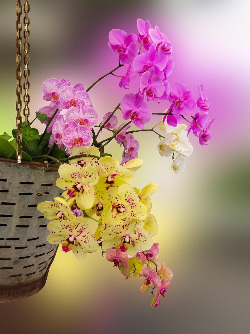 Hanging plant baskets