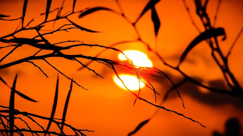 Sunlight requirements