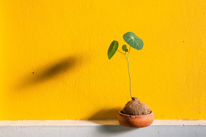 Hanging Plant Basket