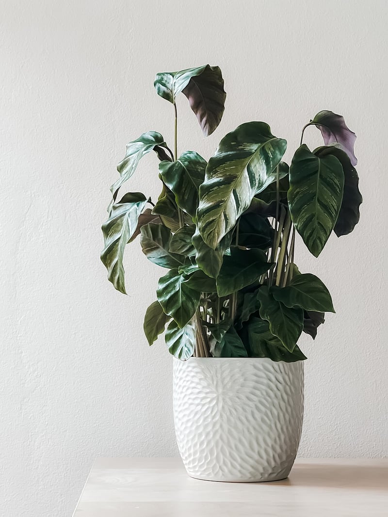 Hanging Wall Planter